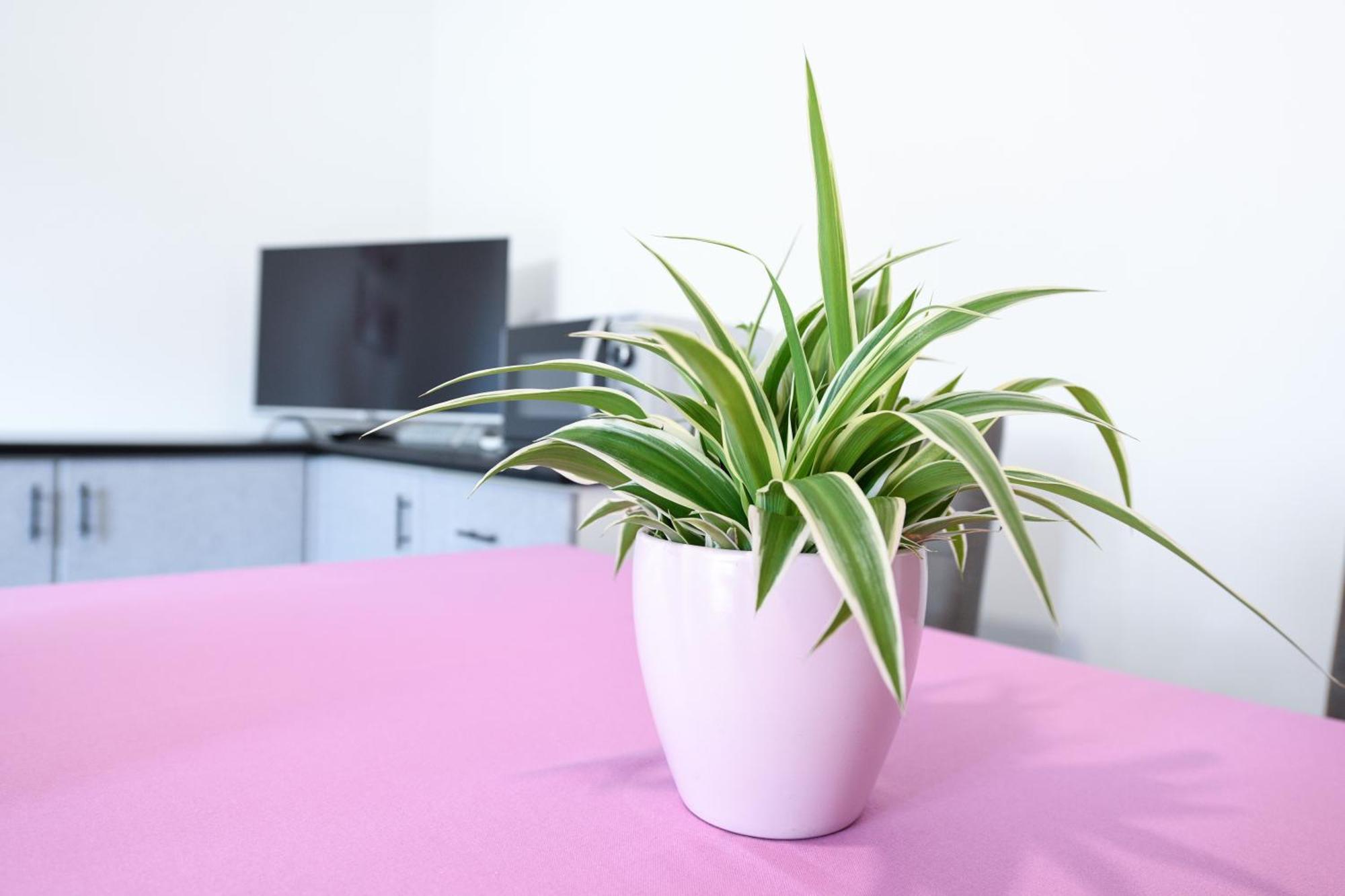Breeze Apartment Desenzano del Garda Eksteriør billede